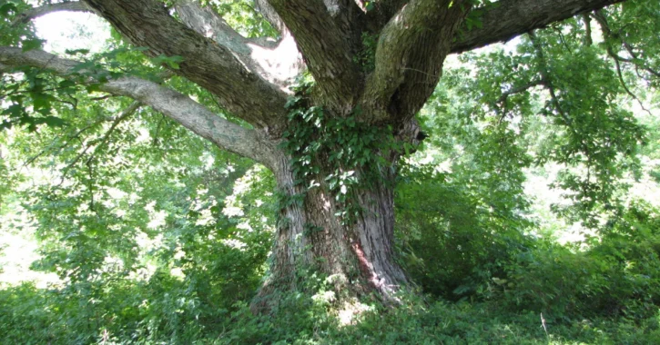 Big Oaks 1 Electricians in Big Oaks, Chicago – Trusted & Reliable